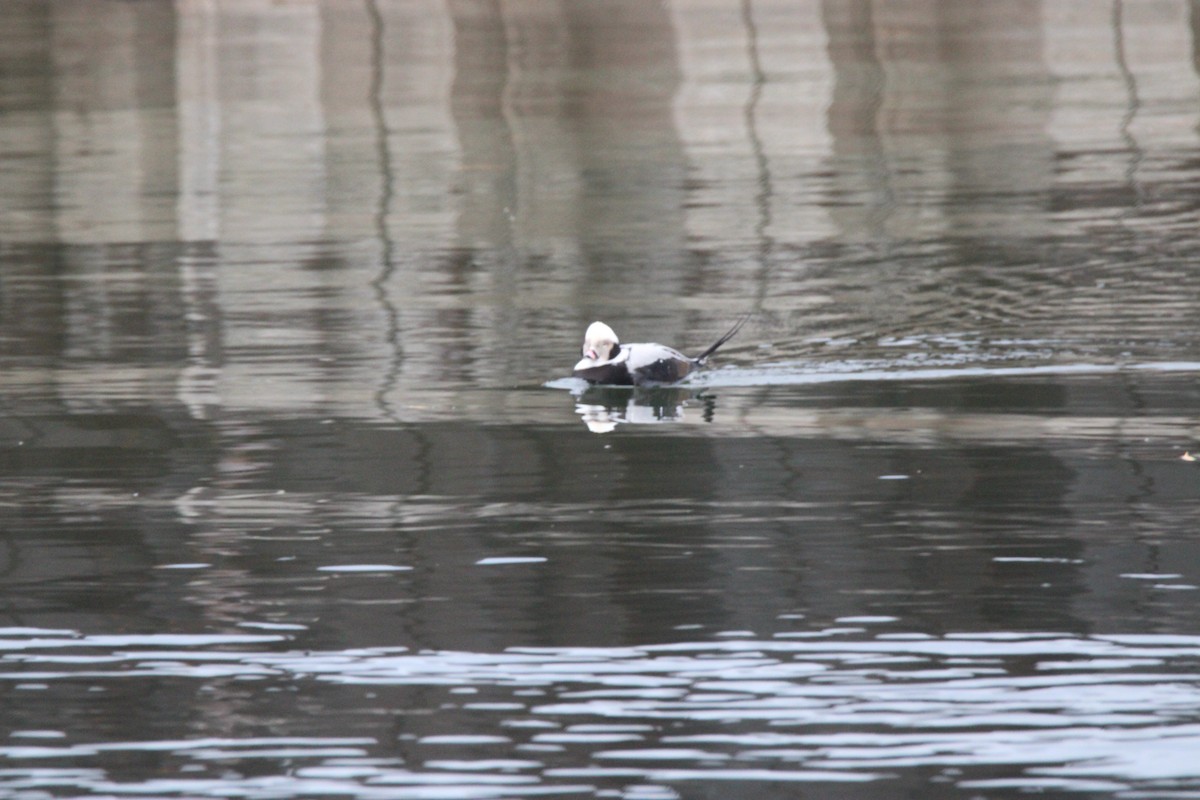 長尾鴨 - ML647675371