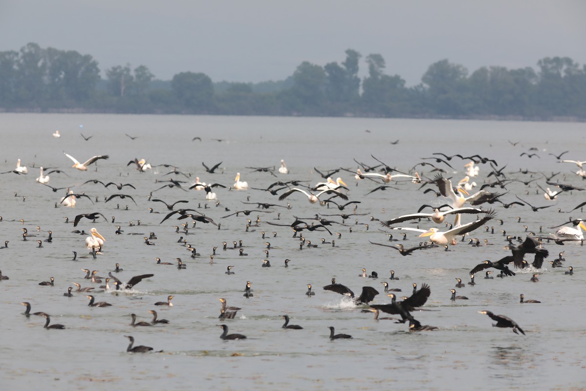 鸕鷀 - ML647675372