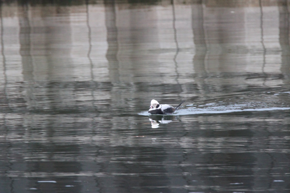 長尾鴨 - ML647675373