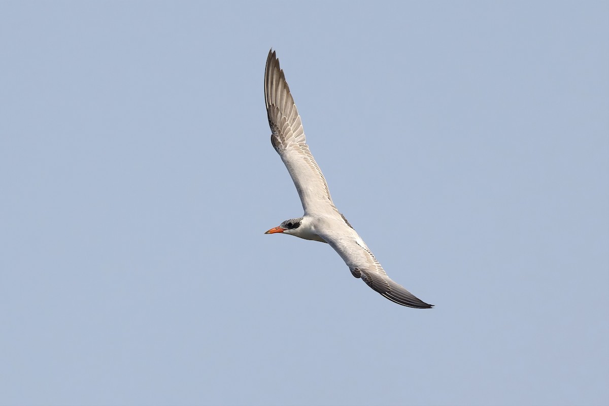 裏海燕鷗 - ML647675374