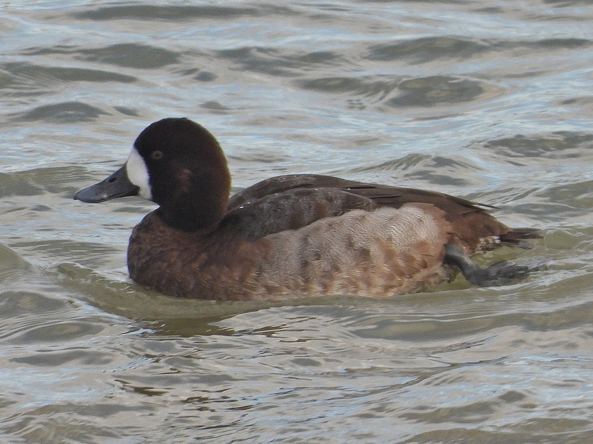 斑背潛鴨 - ML647675376