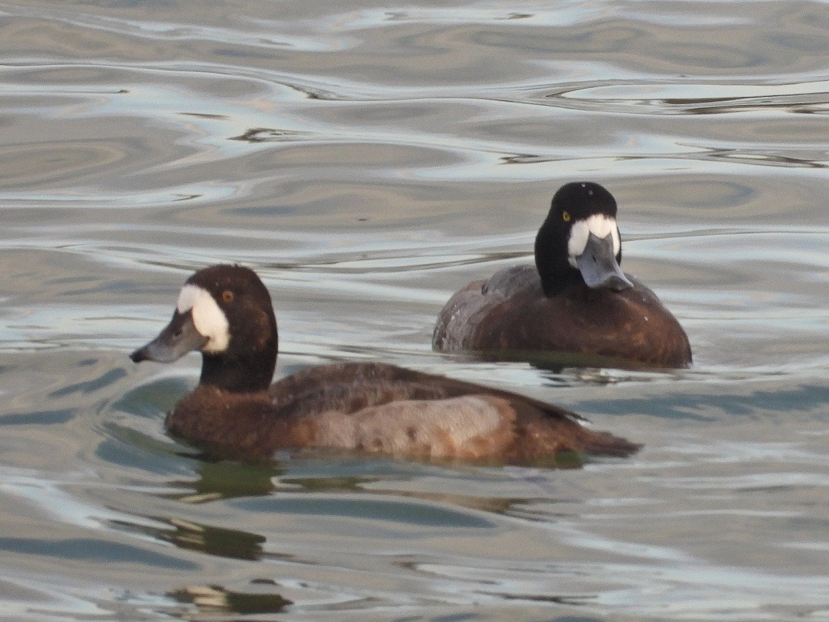 斑背潛鴨 - ML647675378