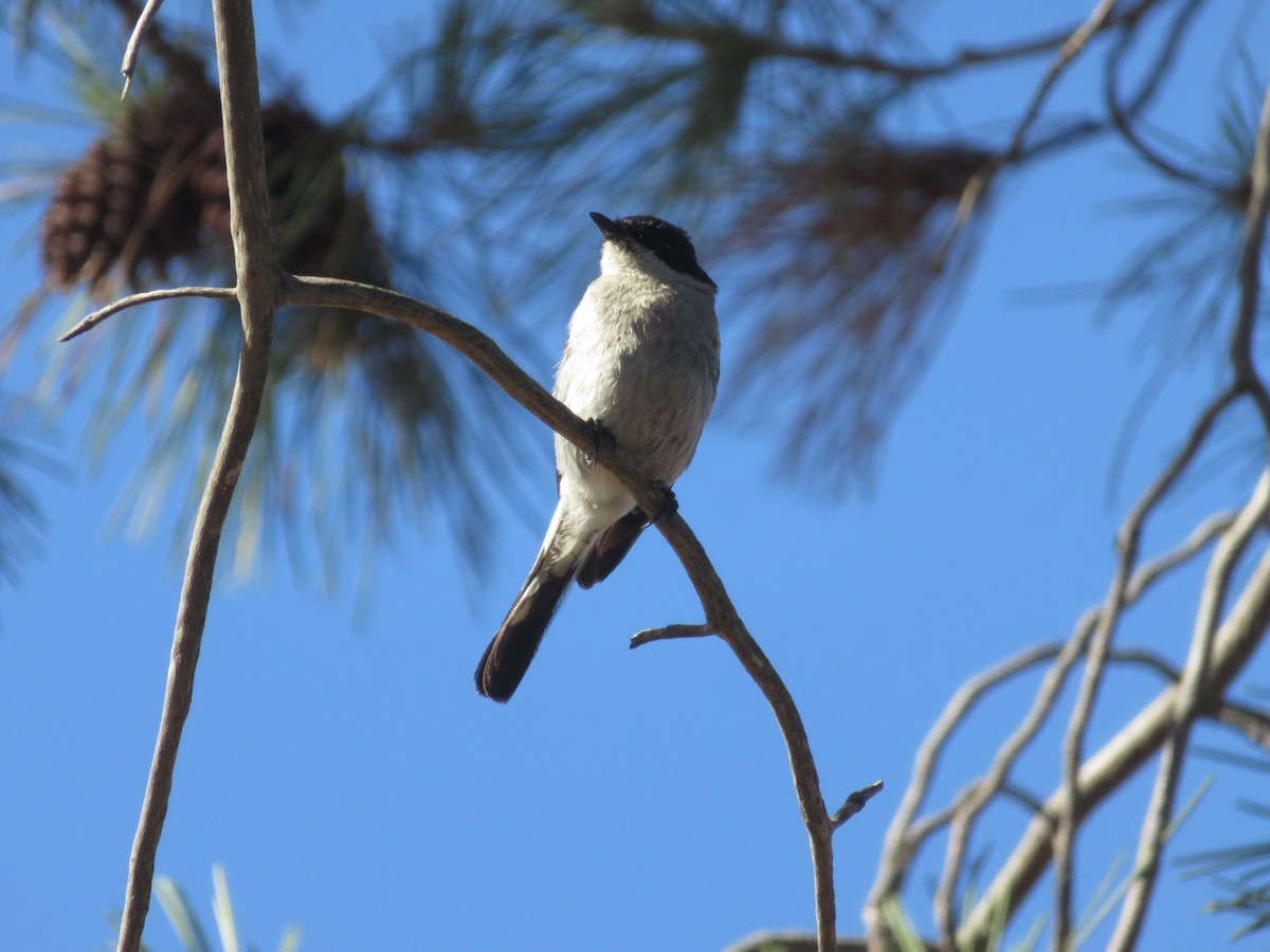 Fiscal Flycatcher - ML647675379
