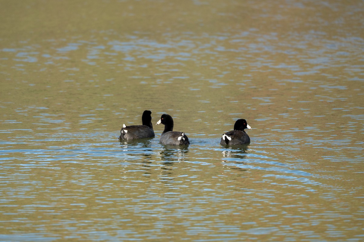 American Coot - ML647675382