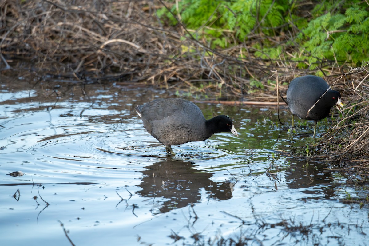 American Coot - ML647675383