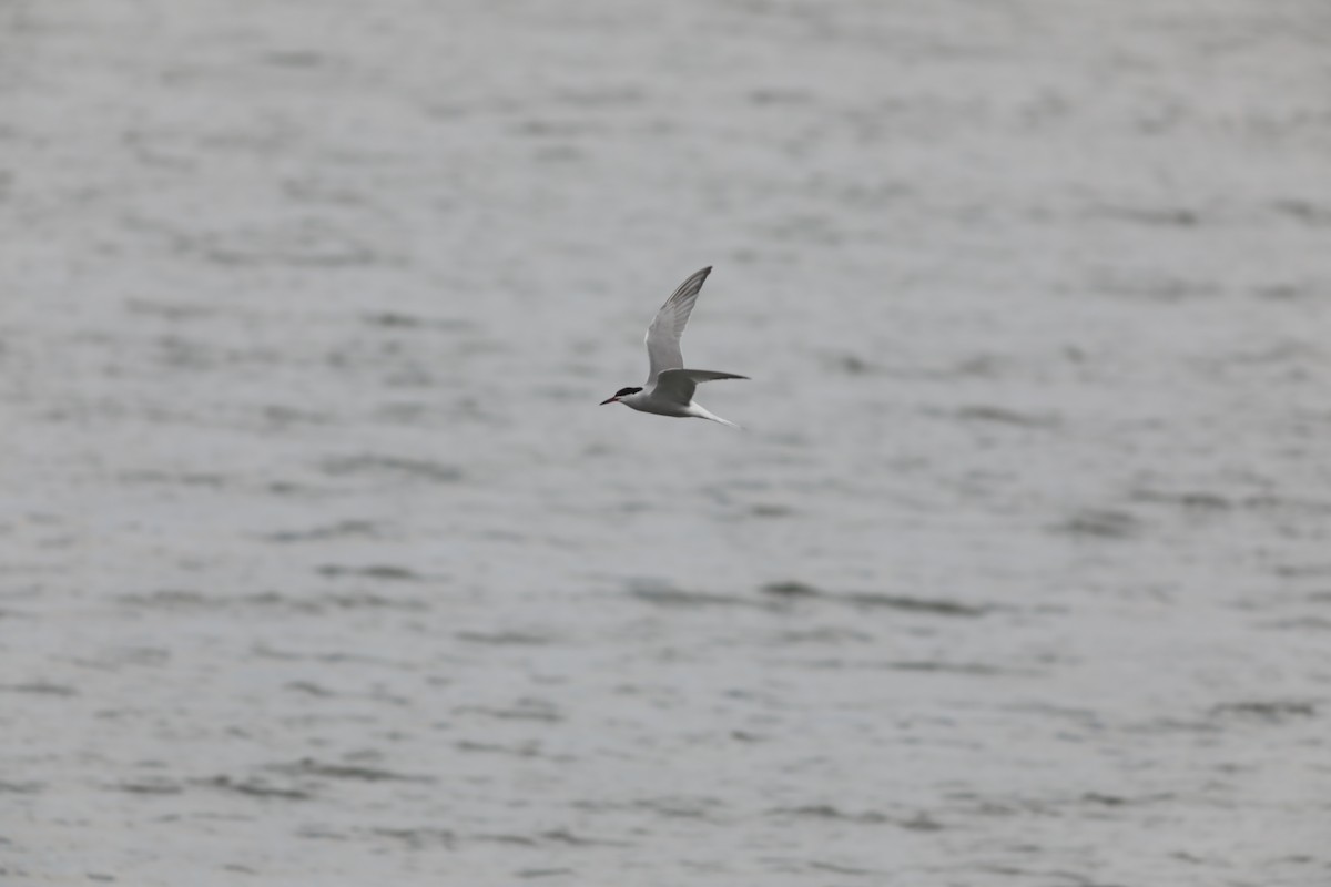 燕鷗 - ML647675387