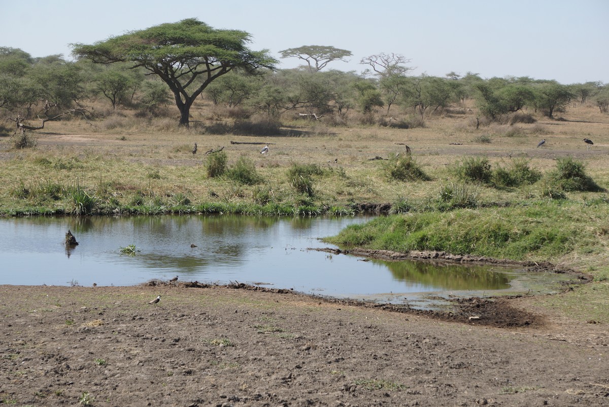 Spur-winged Lapwing - ML647675388
