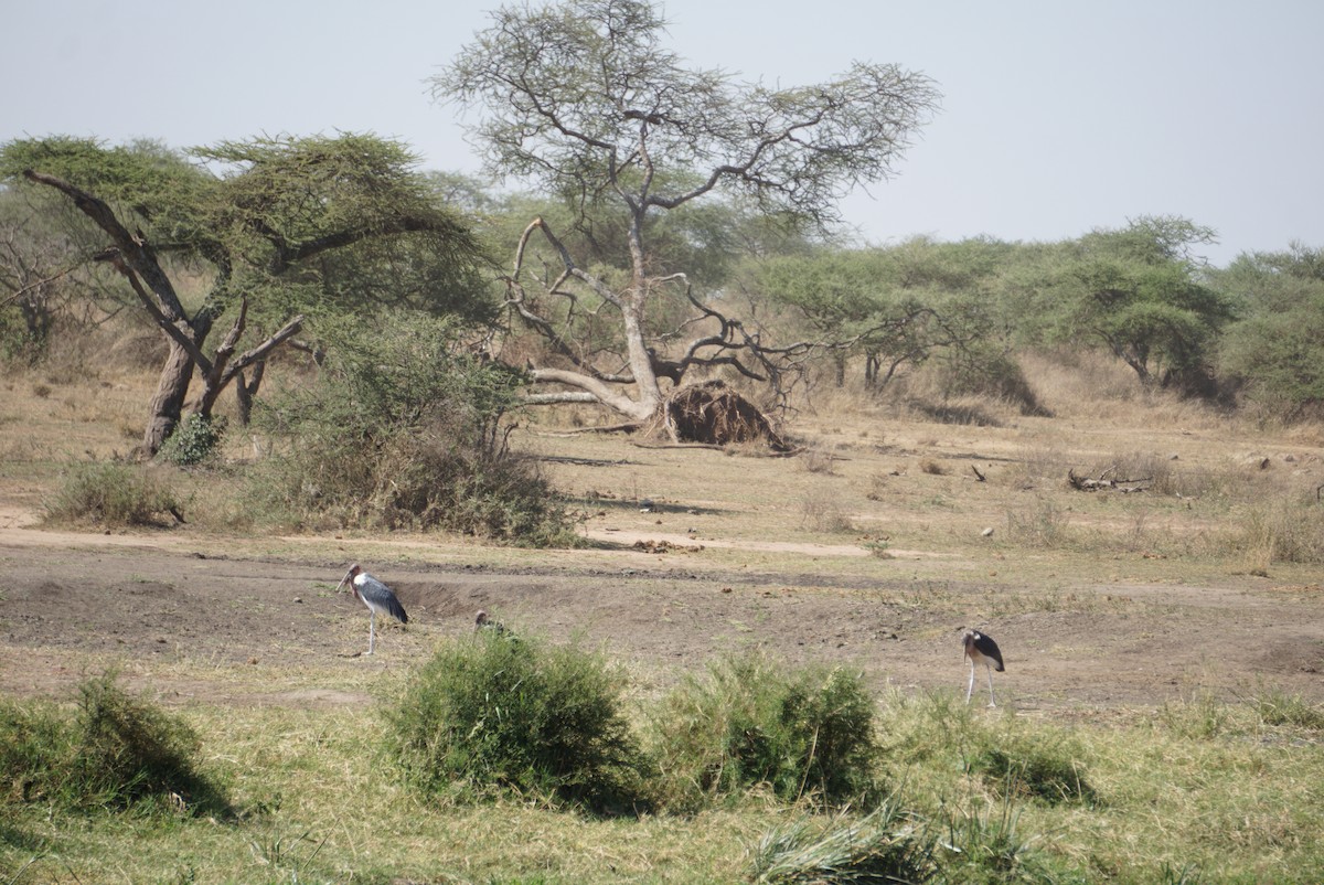 Marabou Stork - ML647675389