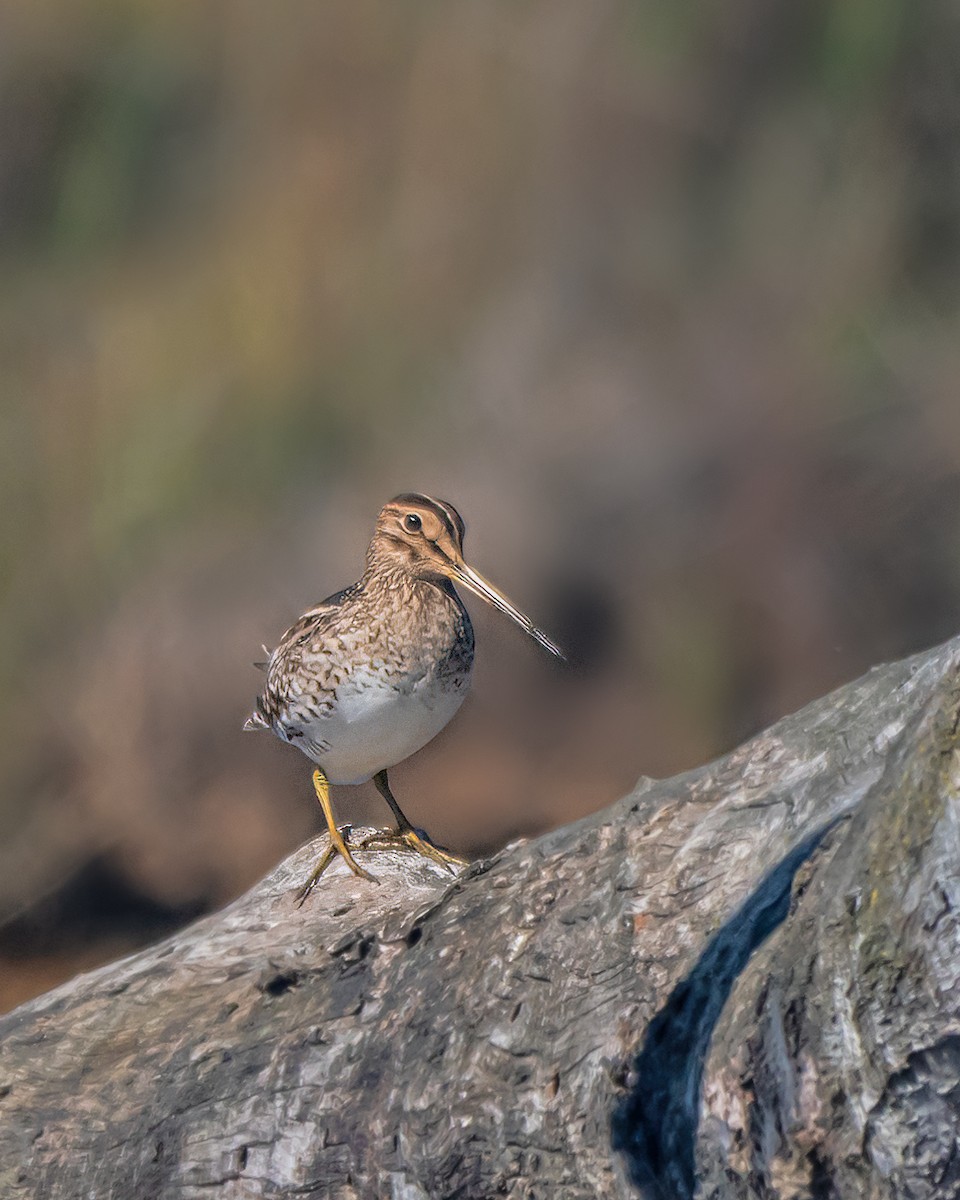 大地鷸 - ML647675391