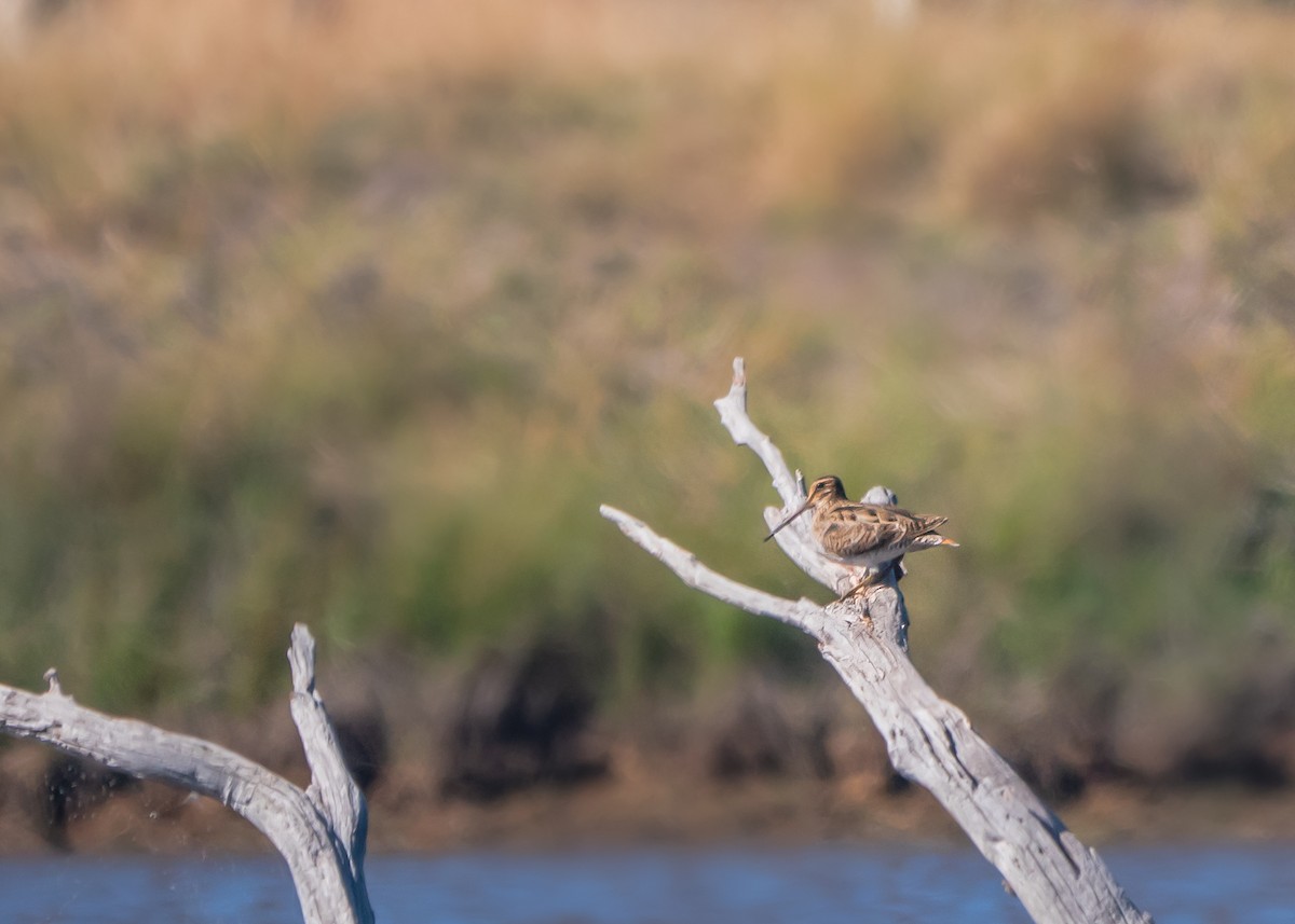 大地鷸 - ML647675392