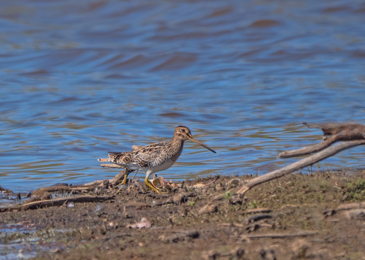 大地鷸 - ML647675393