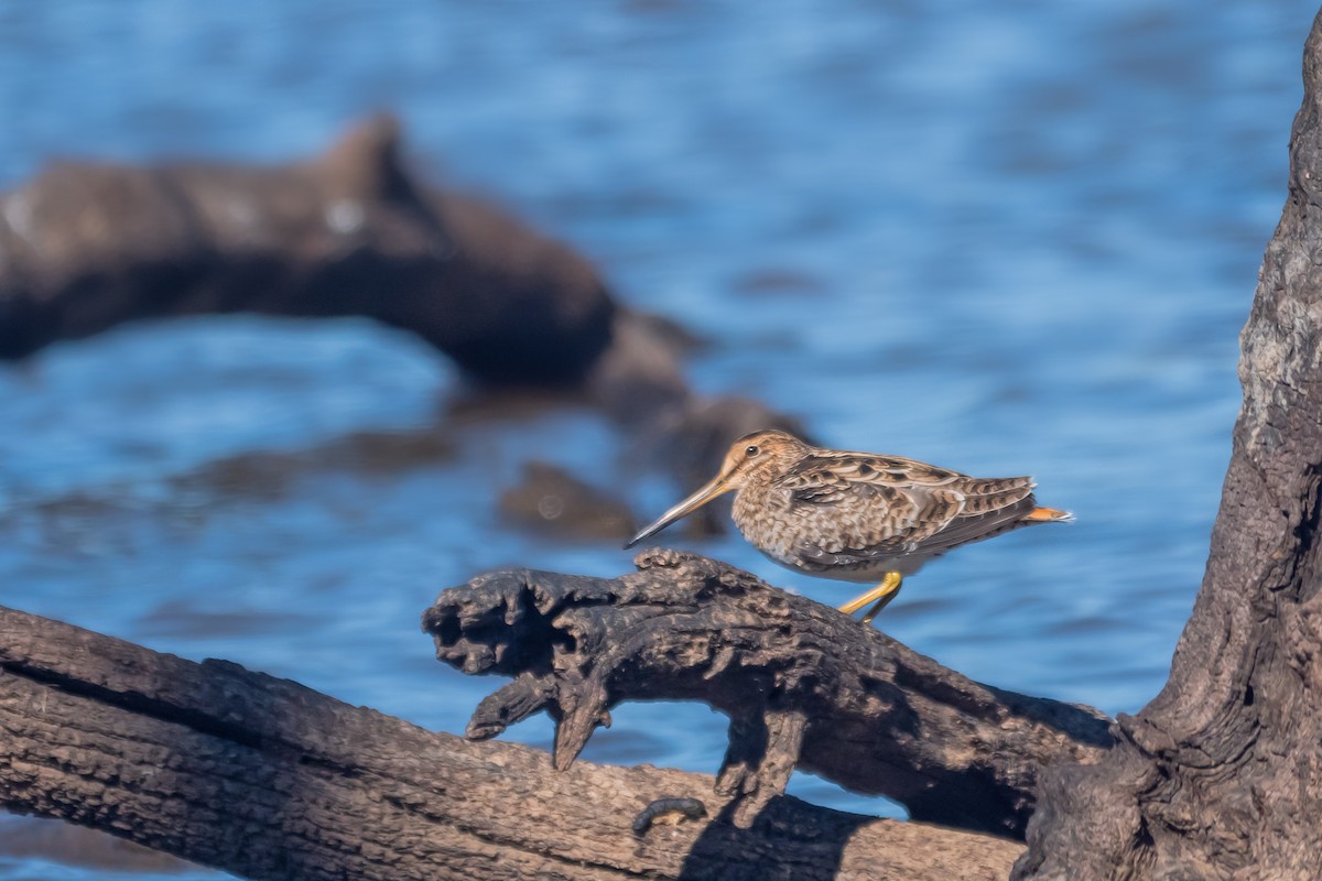 大地鷸 - ML647675394