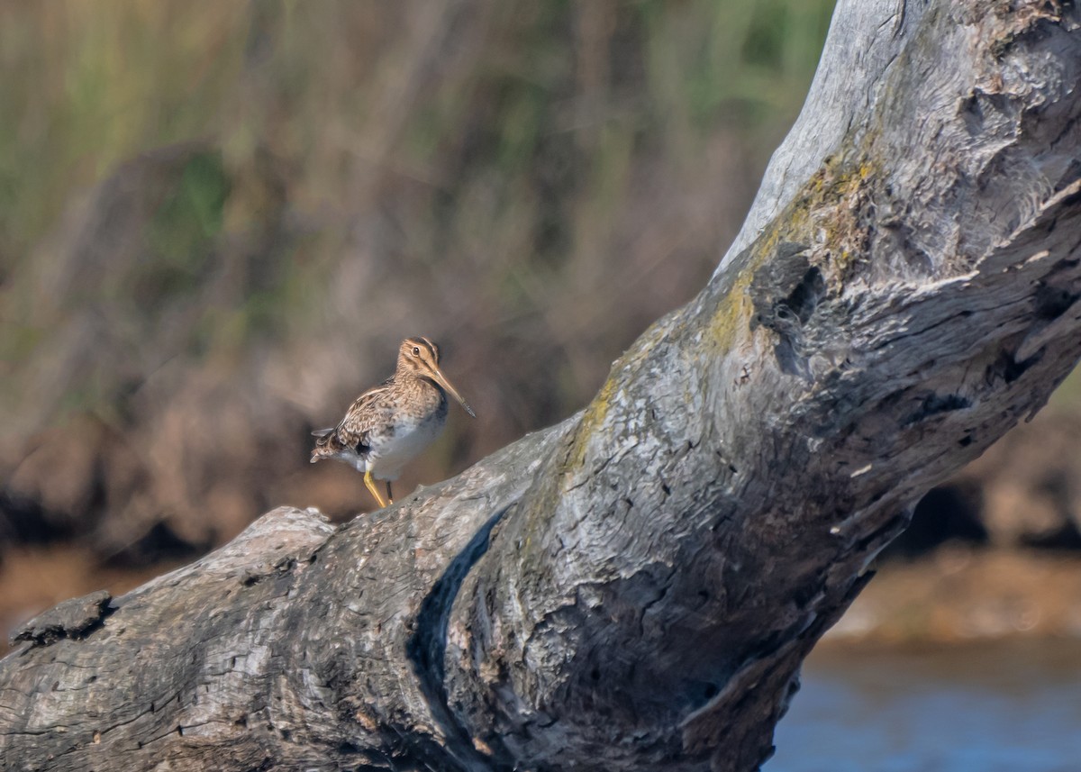 大地鷸 - ML647675395