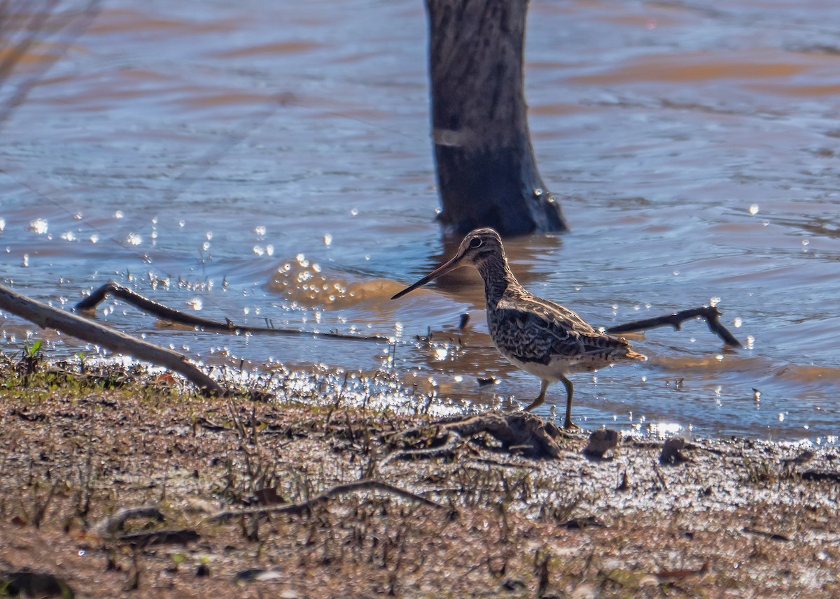 大地鷸 - ML647675396