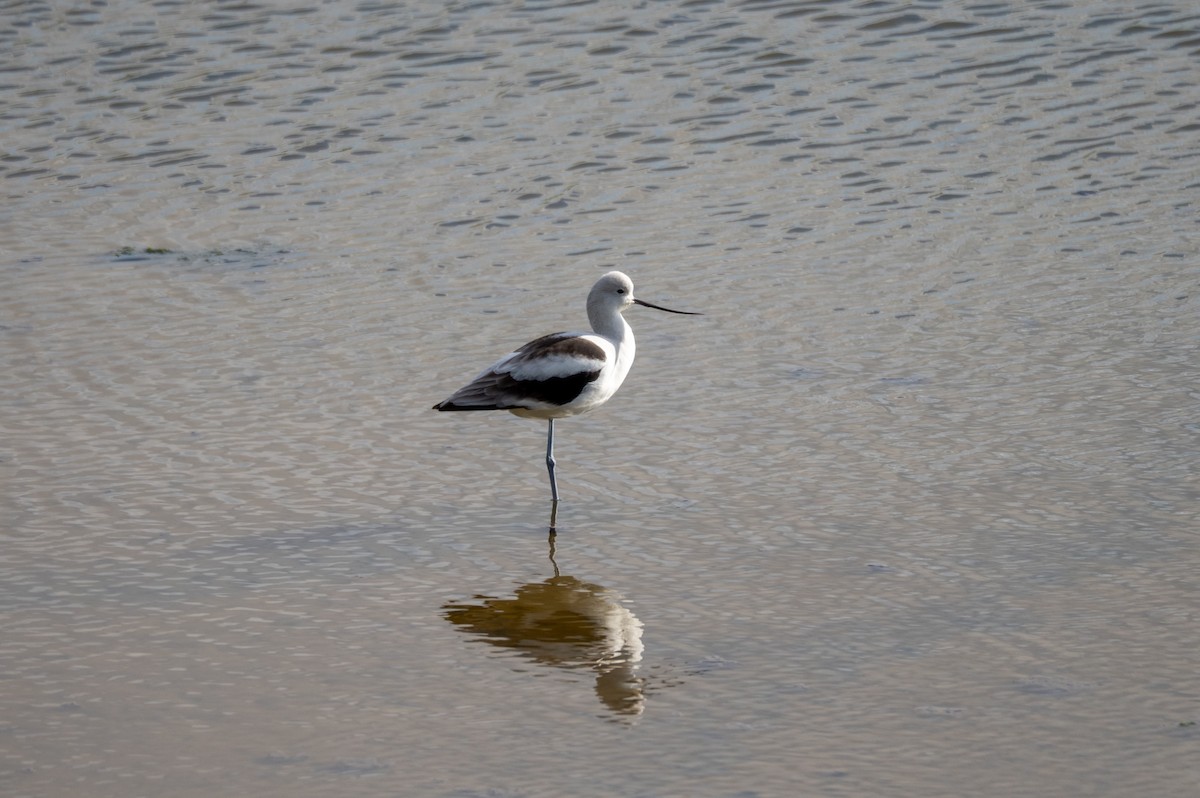 American Avocet - ML647675397