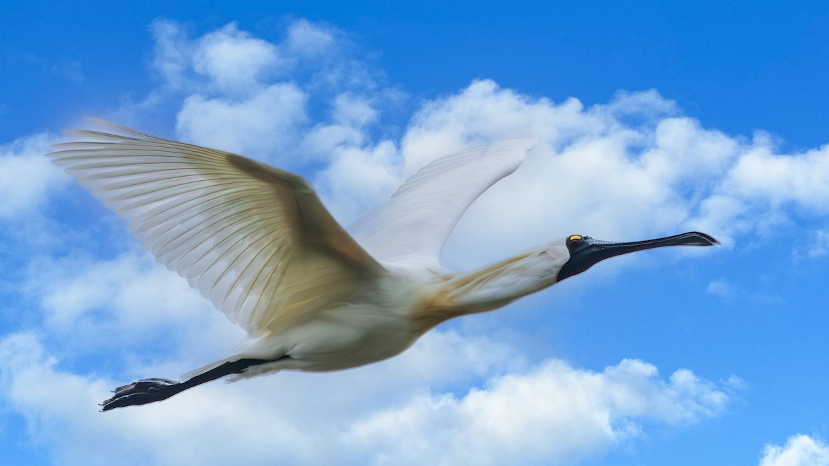 Косар королівський - ML647675399