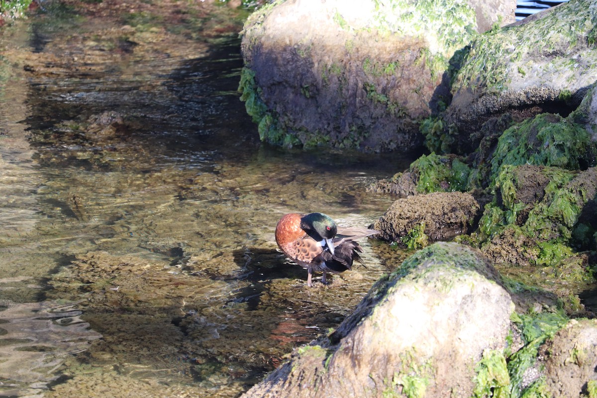 Chestnut Teal - ML647675402