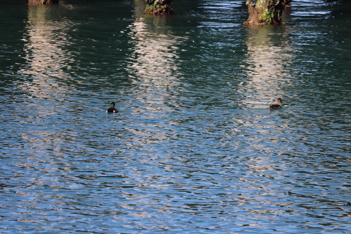 Chestnut Teal - ML647675403