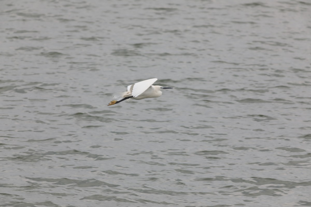 Little Egret - ML647675418
