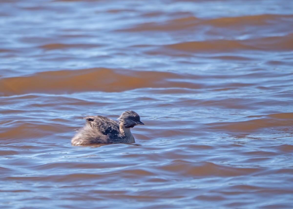 Zampullín Canoso - ML647675421