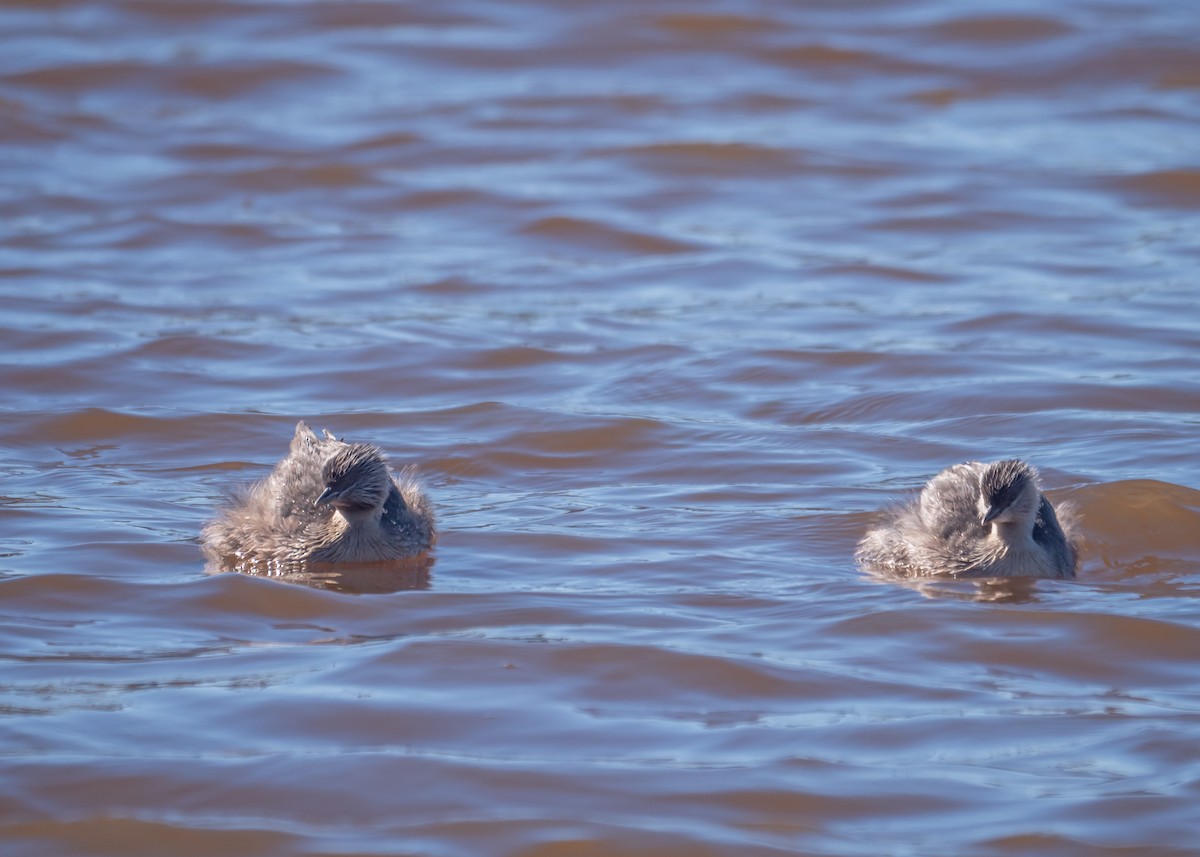 Zampullín Canoso - ML647675422