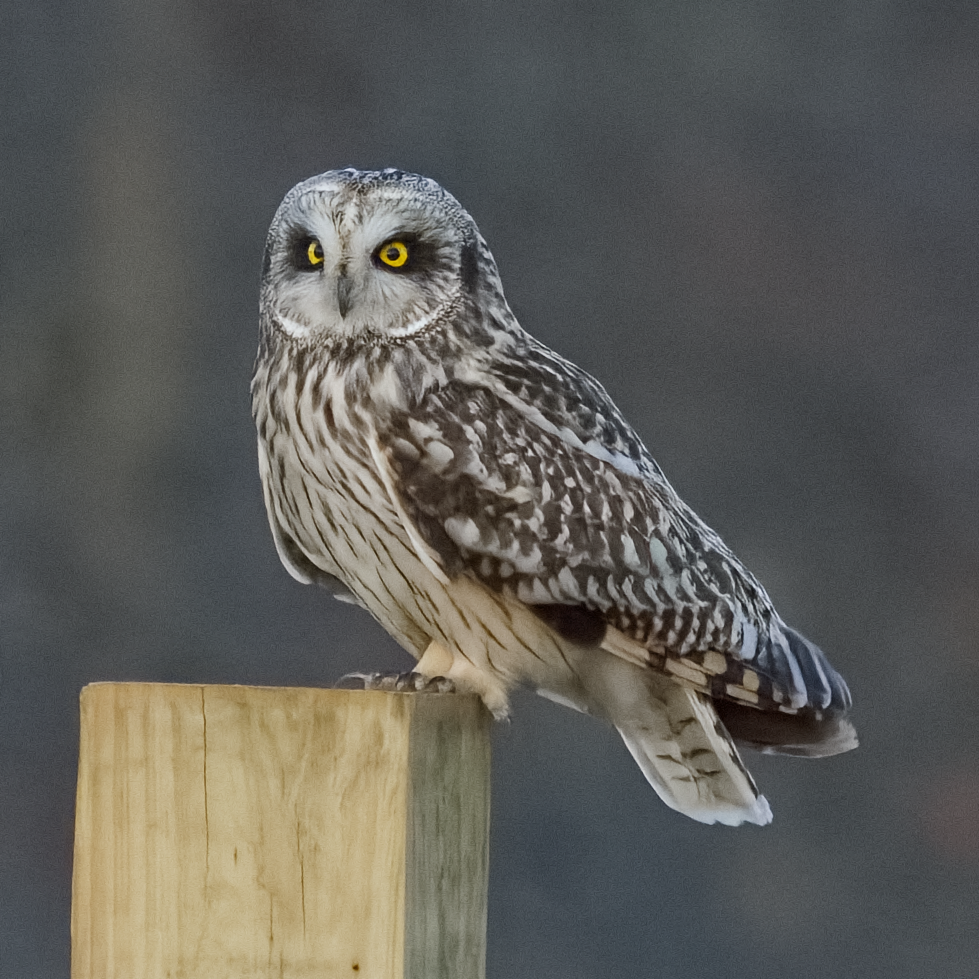 Short-eared Owl - ML647675425