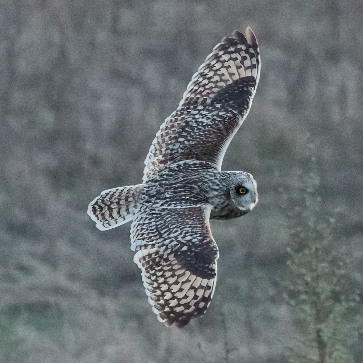 Short-eared Owl - ML647675426