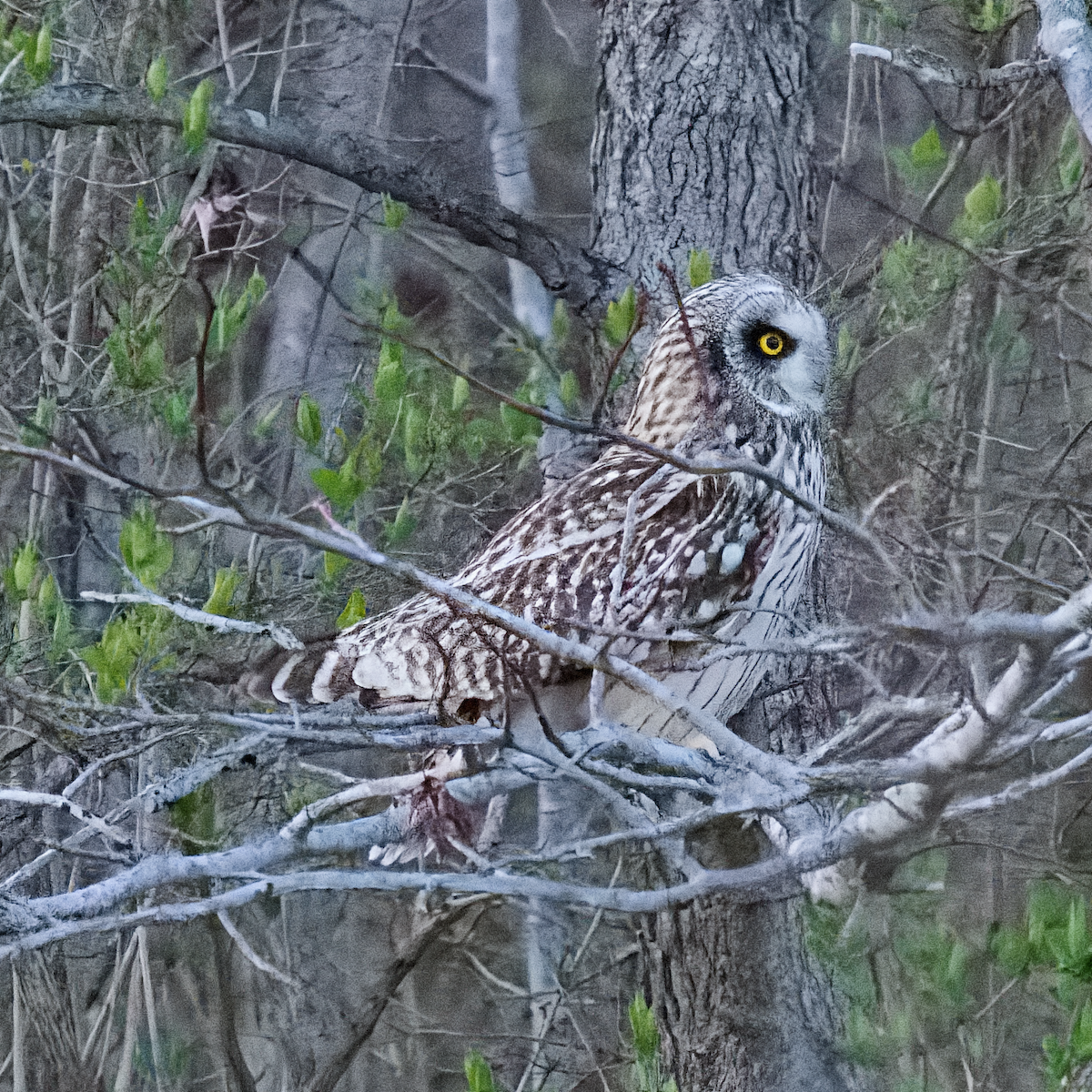Short-eared Owl - ML647675427