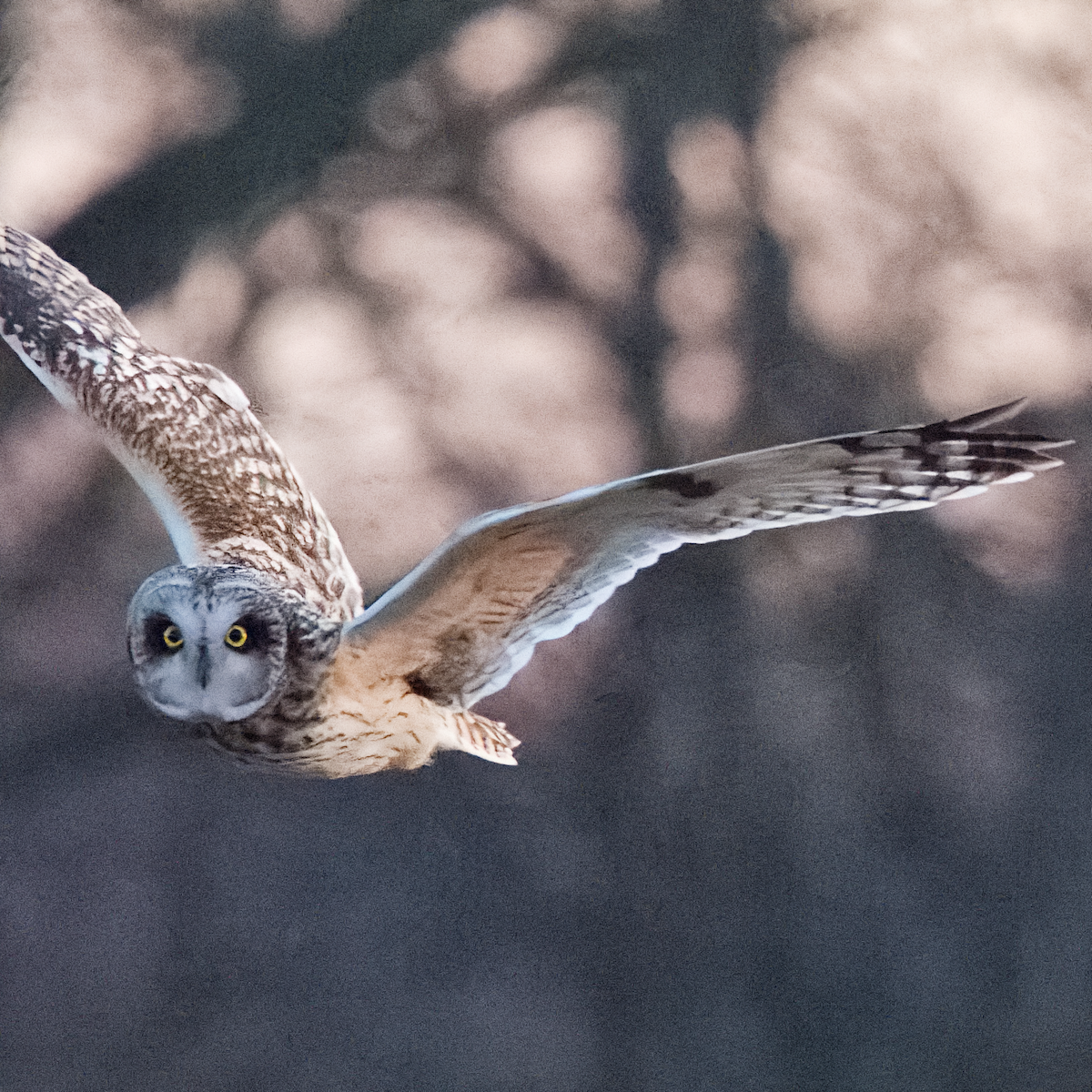 Short-eared Owl - ML647675428