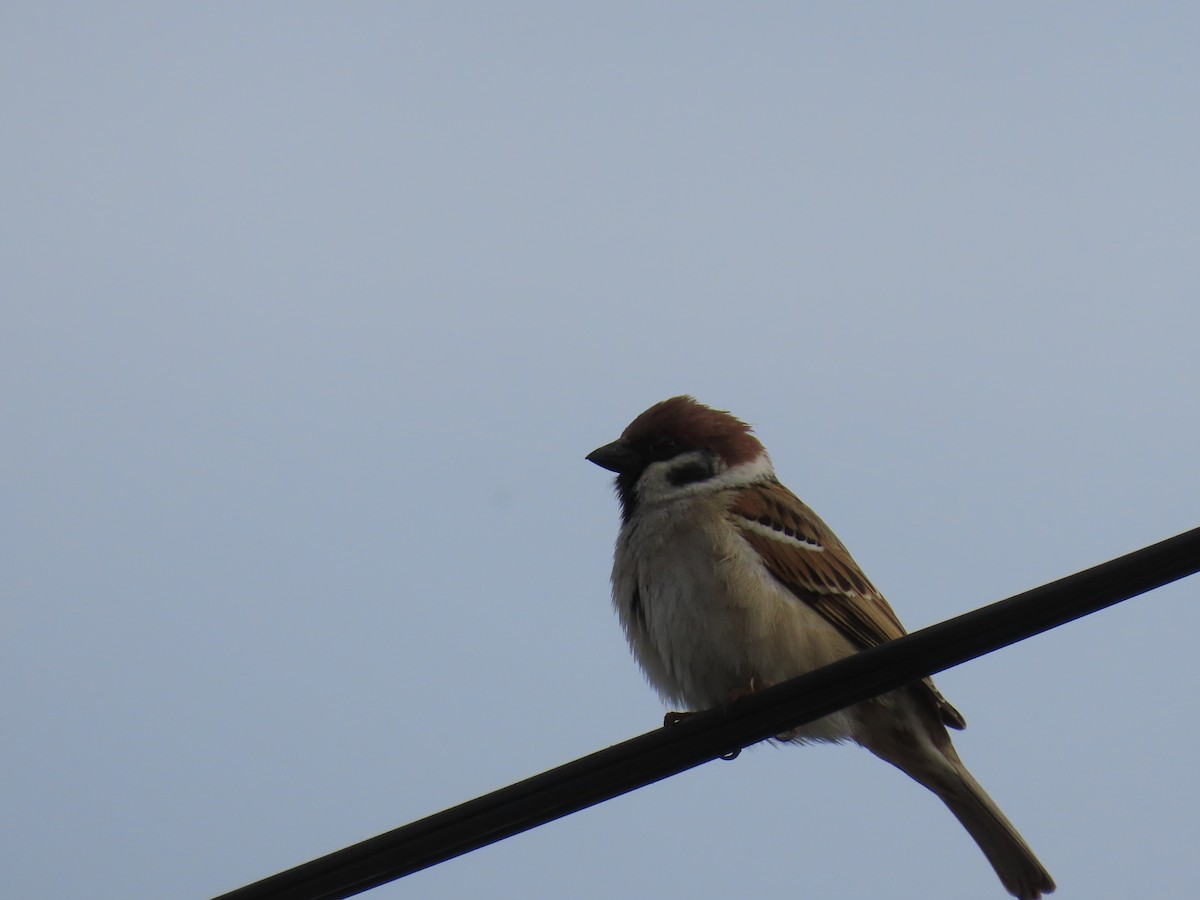 Gorrión Molinero - ML647675470