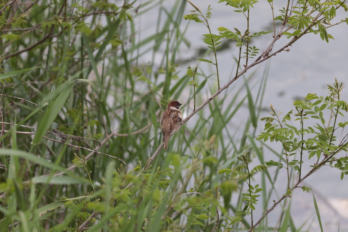 Gorrión Molinero - ML647675479