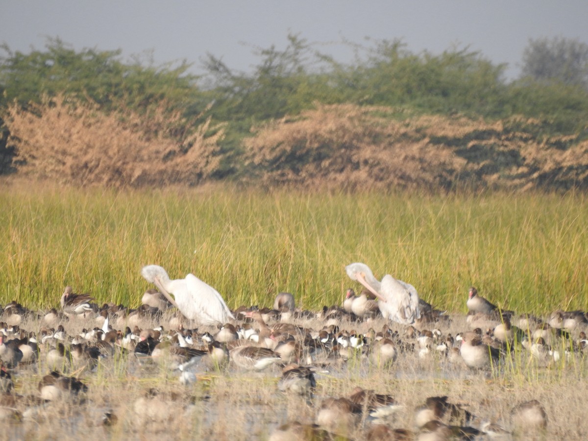 Pélican frisé - ML647675510