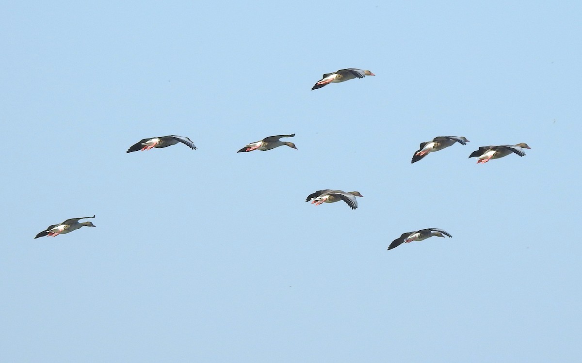 Antzara hankagorrizta - ML647675513