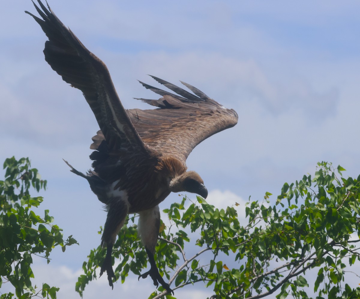 Ak Sırtlı Akbaba - ML647675514