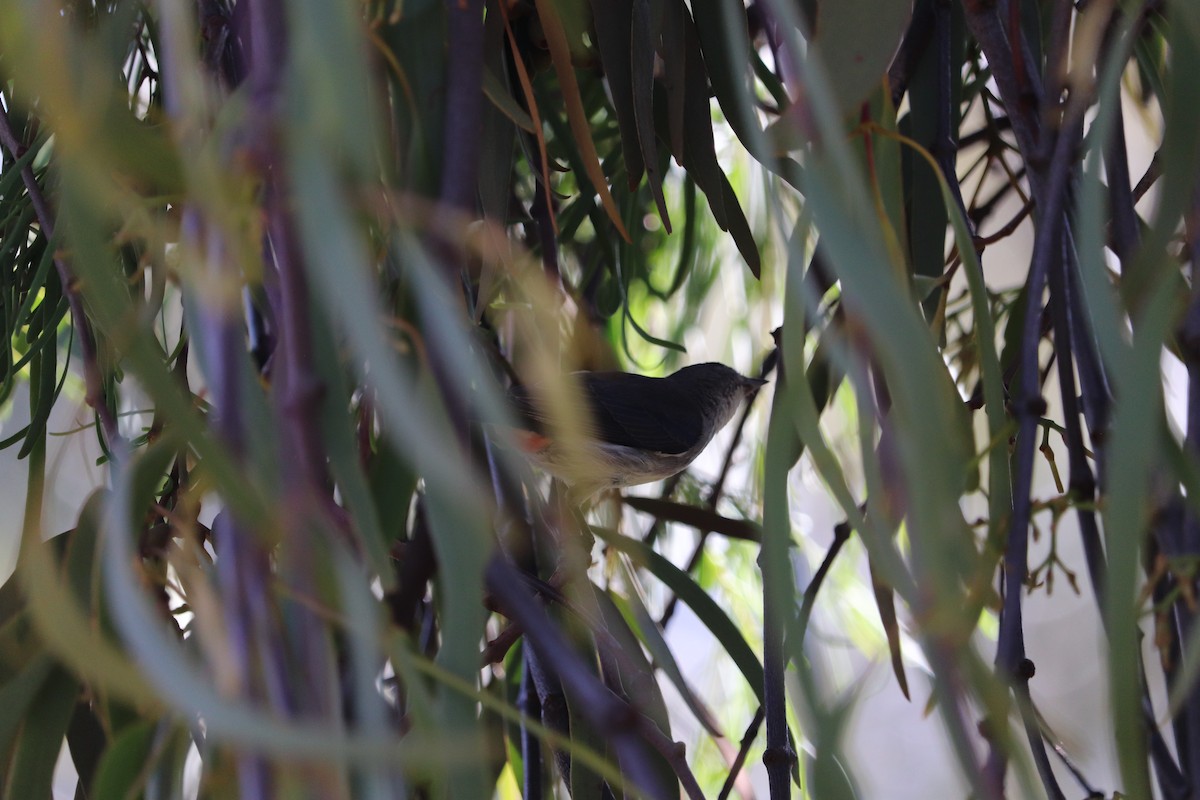 Mistletoebird (Australian) - ML647675517