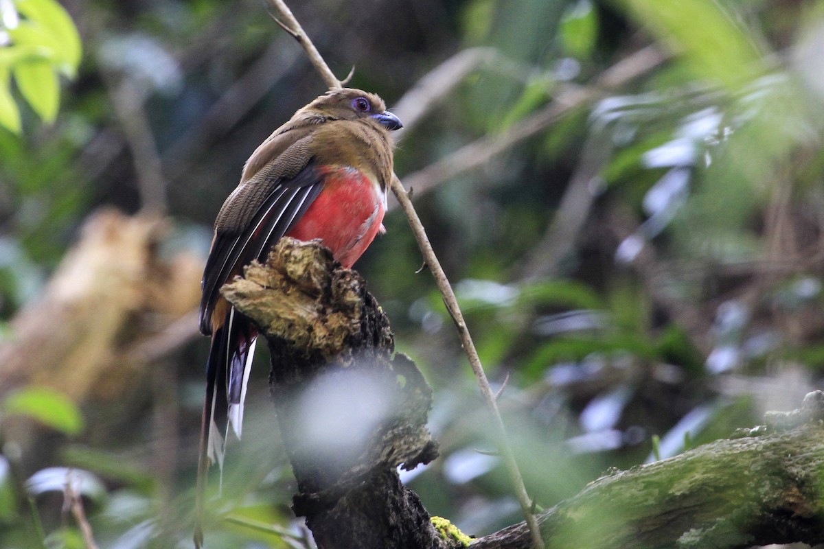Трогон червоноголовий - ML647675519