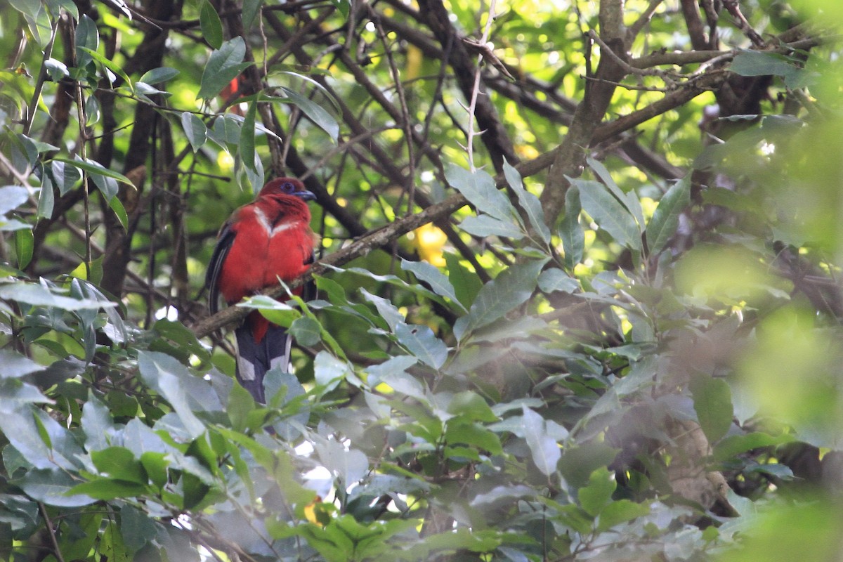 Трогон червоноголовий - ML647675520