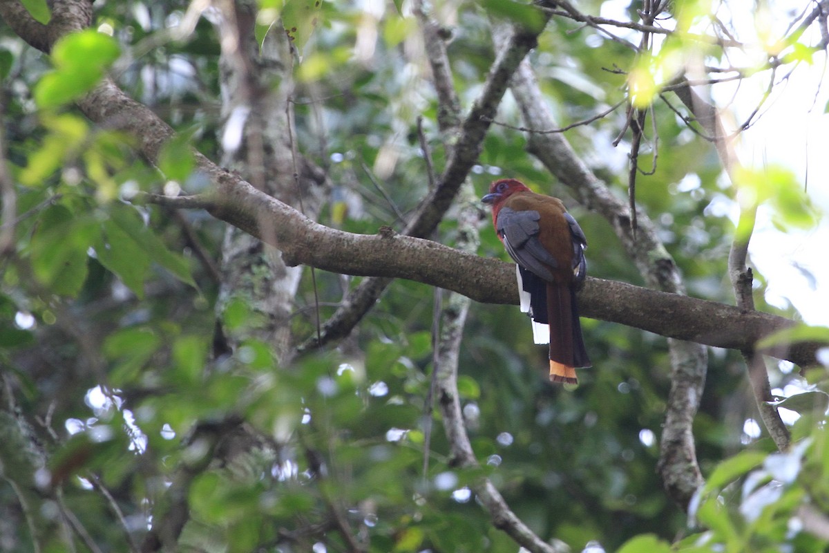 Трогон червоноголовий - ML647675521