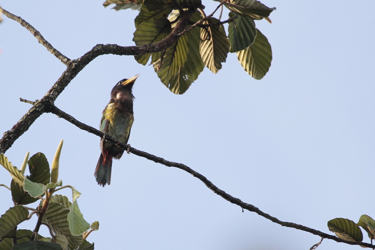 Great Barbet - ML647675526