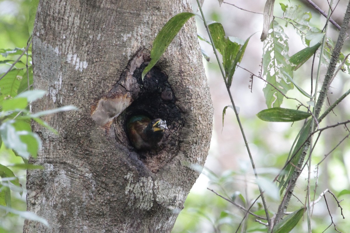 Great Barbet - ML647675527