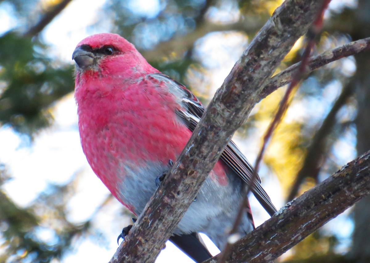 Tayga Çütresi - ML647675547