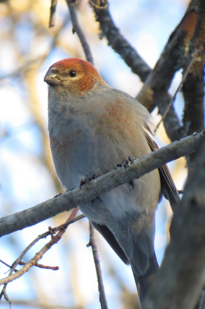 Tayga Çütresi - ML647675550