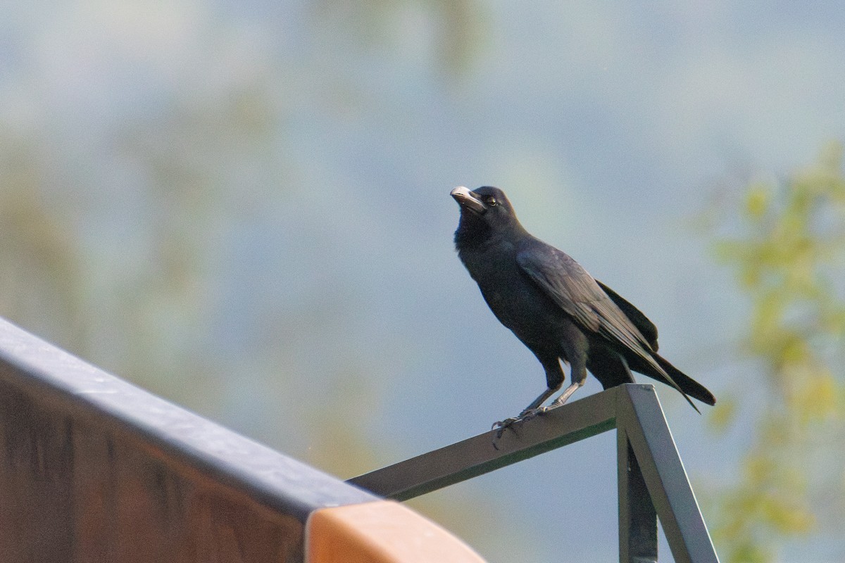 Large-billed Crow - ML647675594