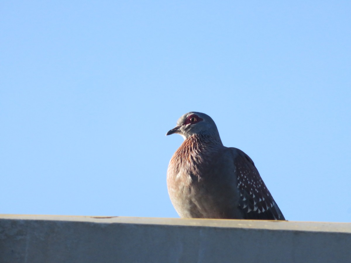 Uso ginearra - ML647675611