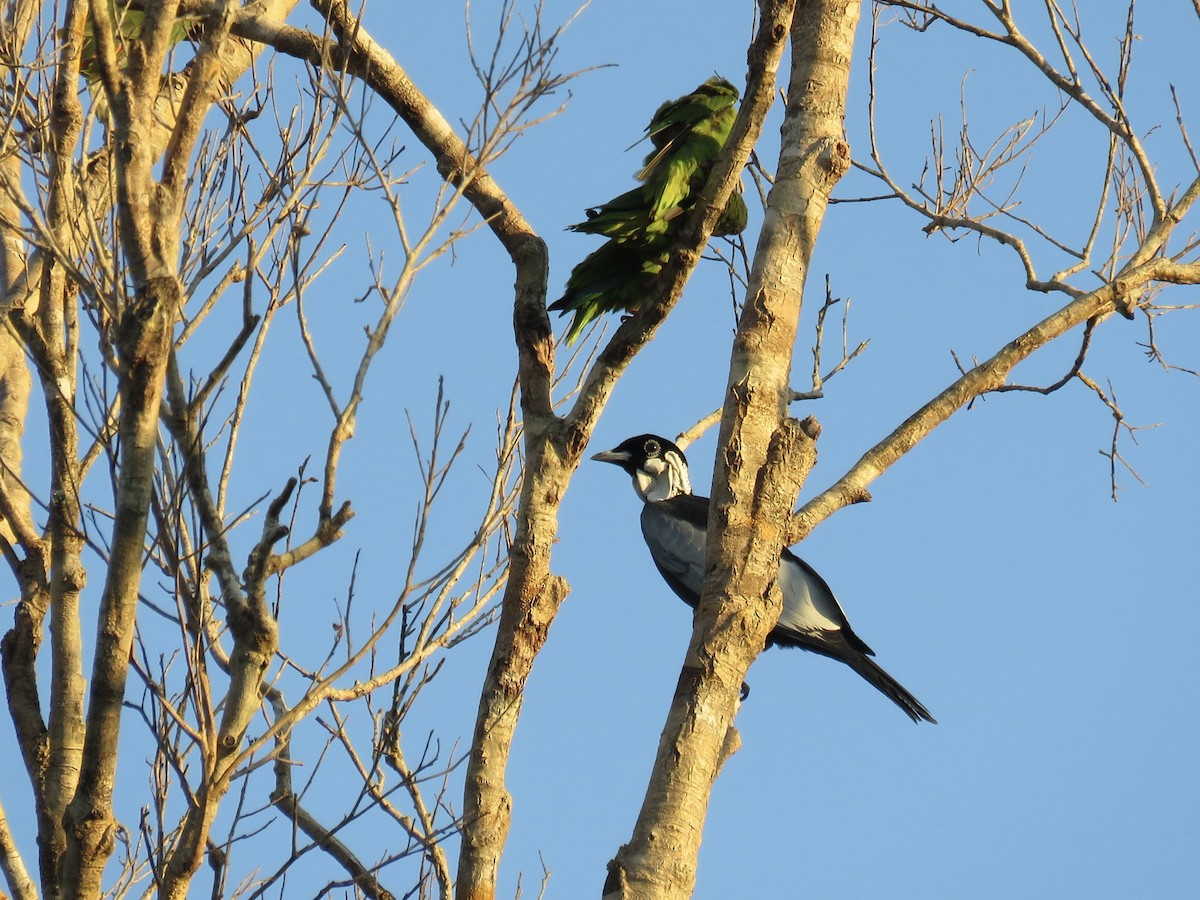 Bare-necked Fruitcrow - ML647675613