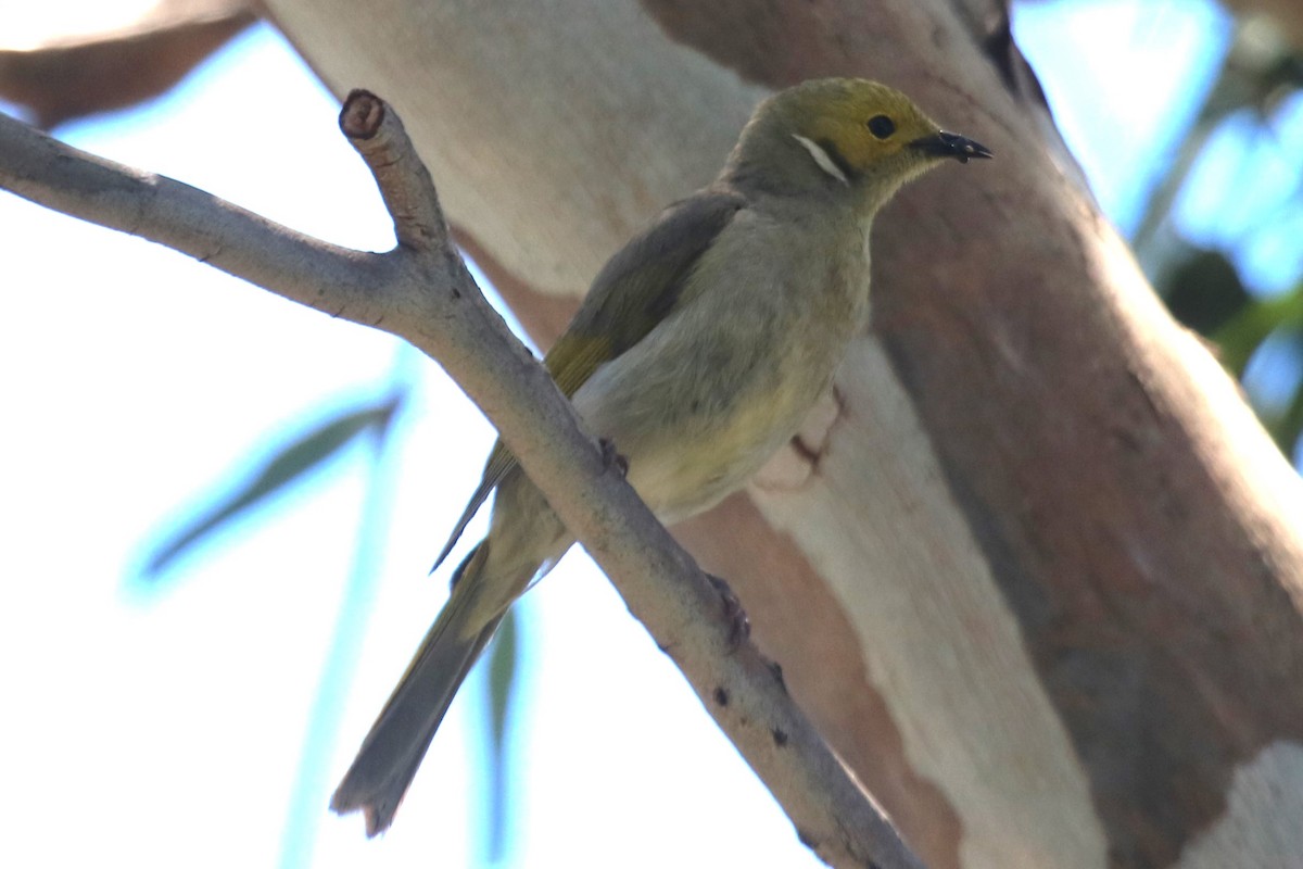 White-plumed Honeyeater - ML647675633