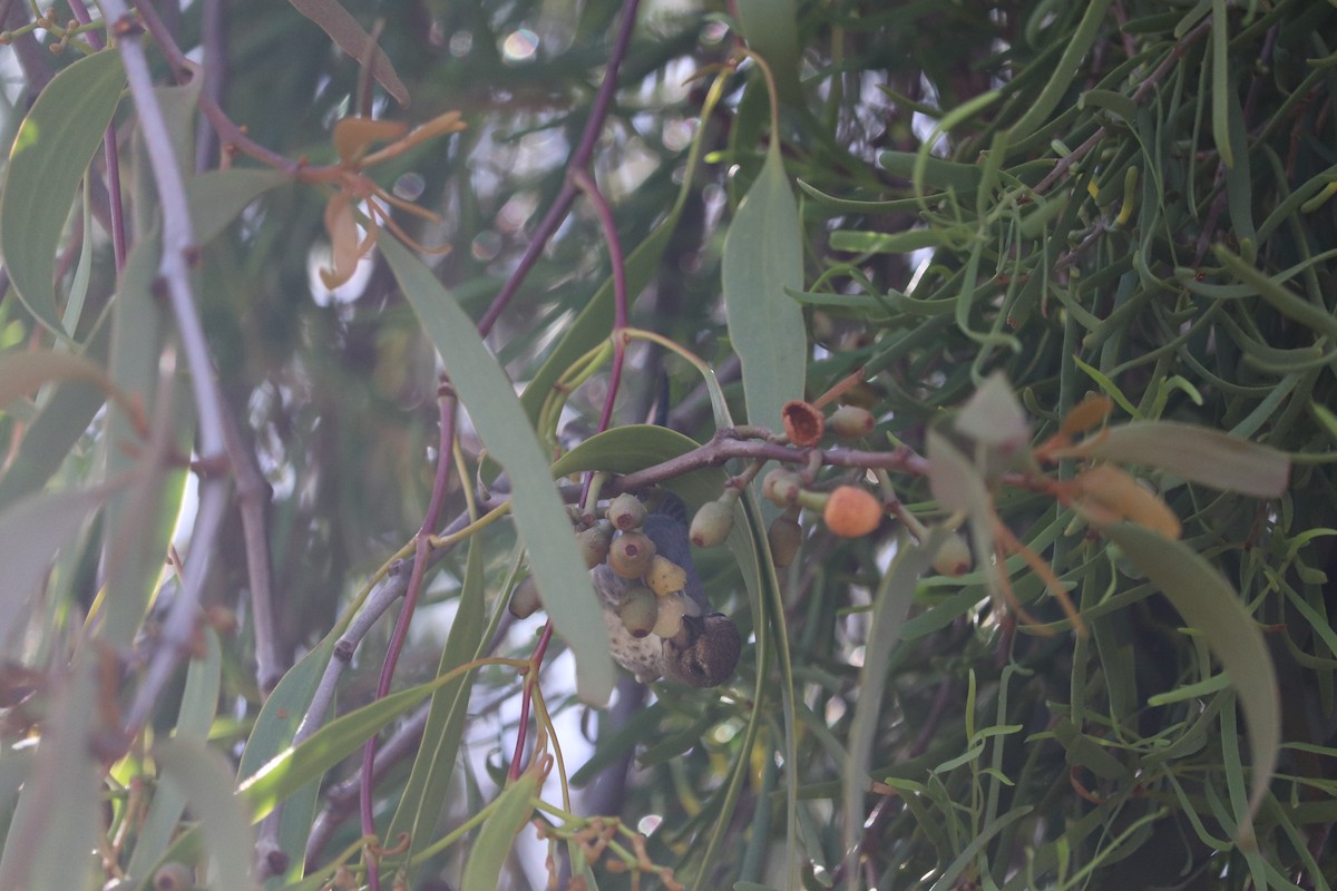 Mistletoebird (Australian) - ML647675635