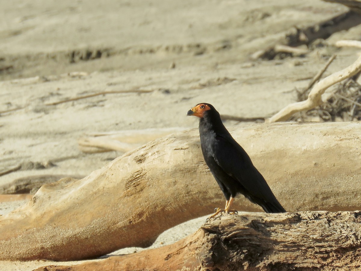 Siyah Karakara - ML647675644