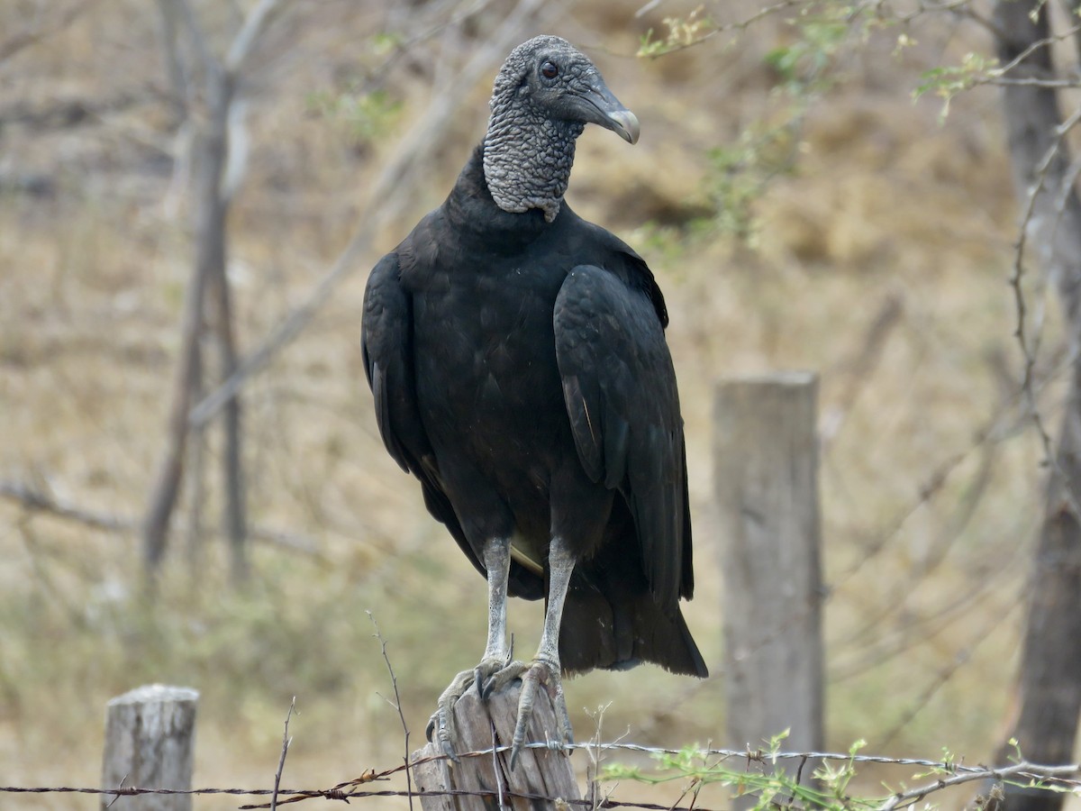 Катарта чорна - ML647675665