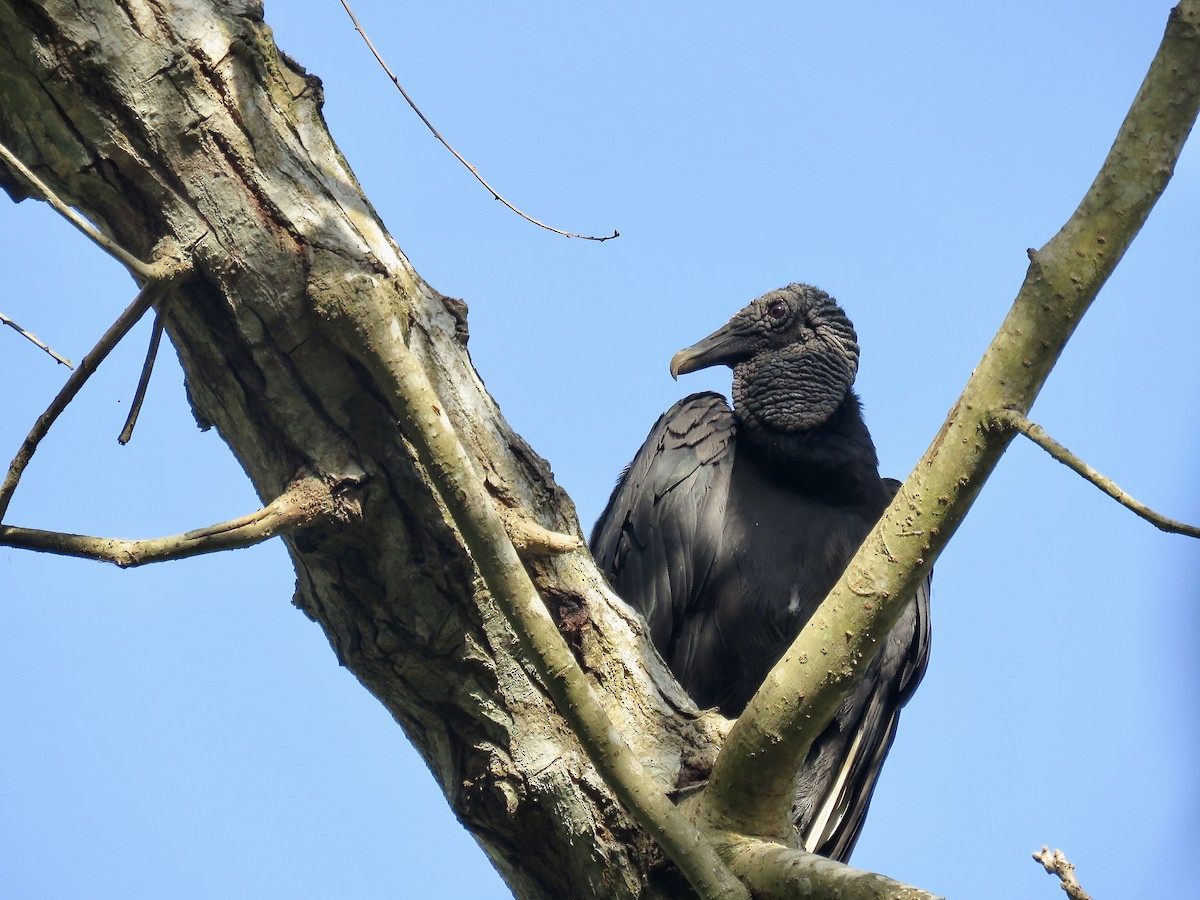 Катарта чорна - ML647675666